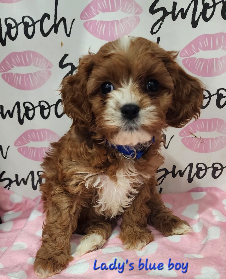 Available Male Cavapoos – Smooch pups