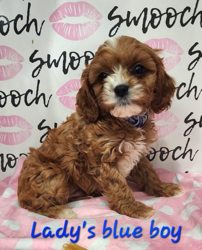 cavapoo size