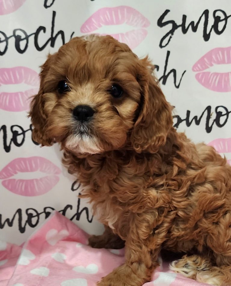 Available Male Cavapoos – Smooch pups