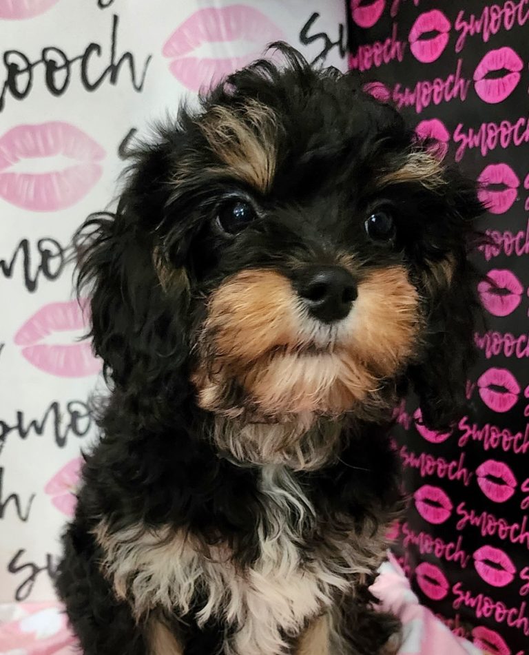 Available Male Cavapoos – Smooch pups