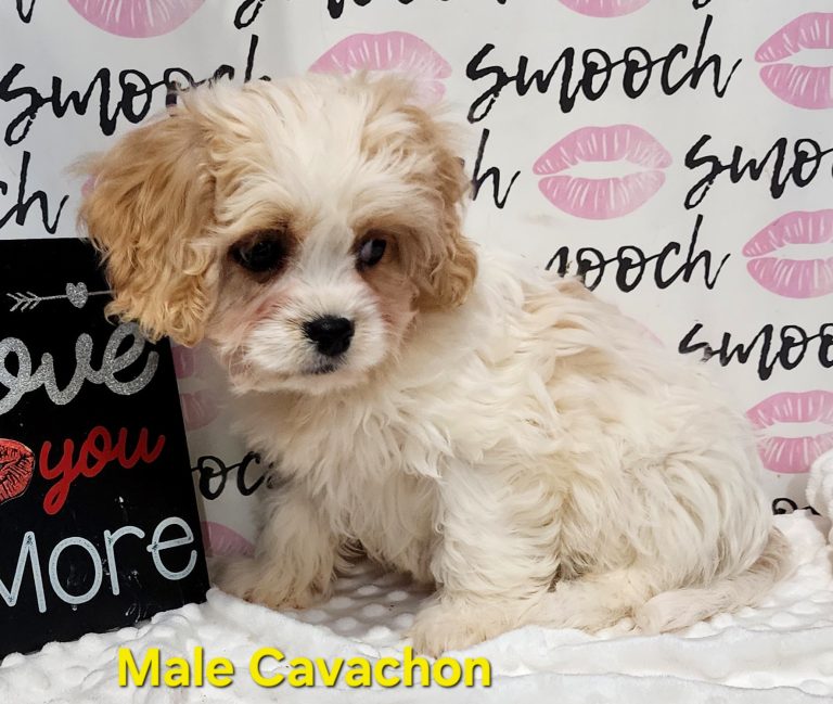 OHH so Cute Male Cavachon