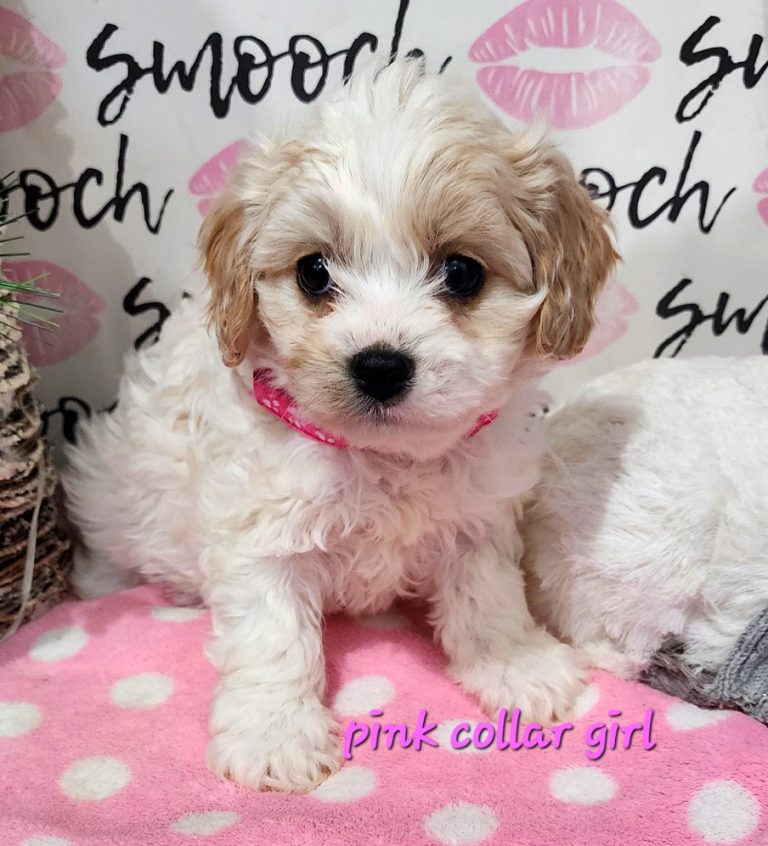 Adorable Cavachons born 10/25/24