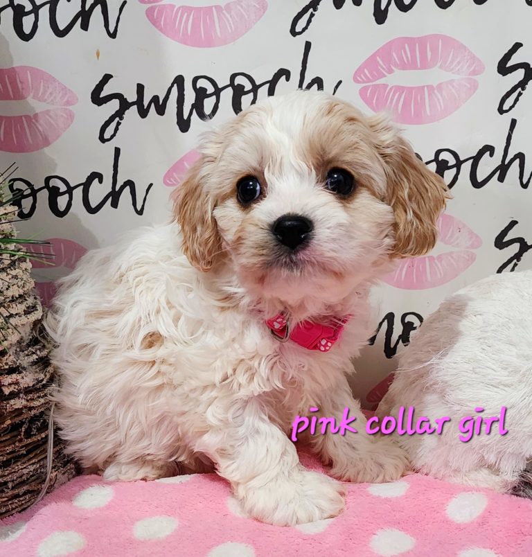 Pink collar female $3500