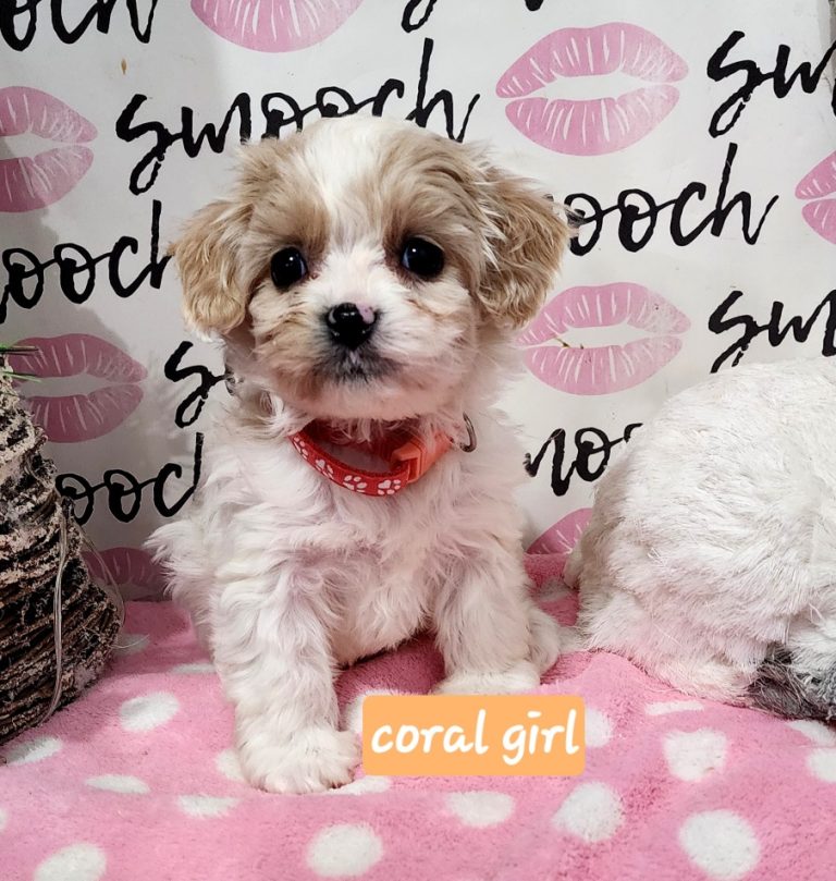 Awww so cute female $3500