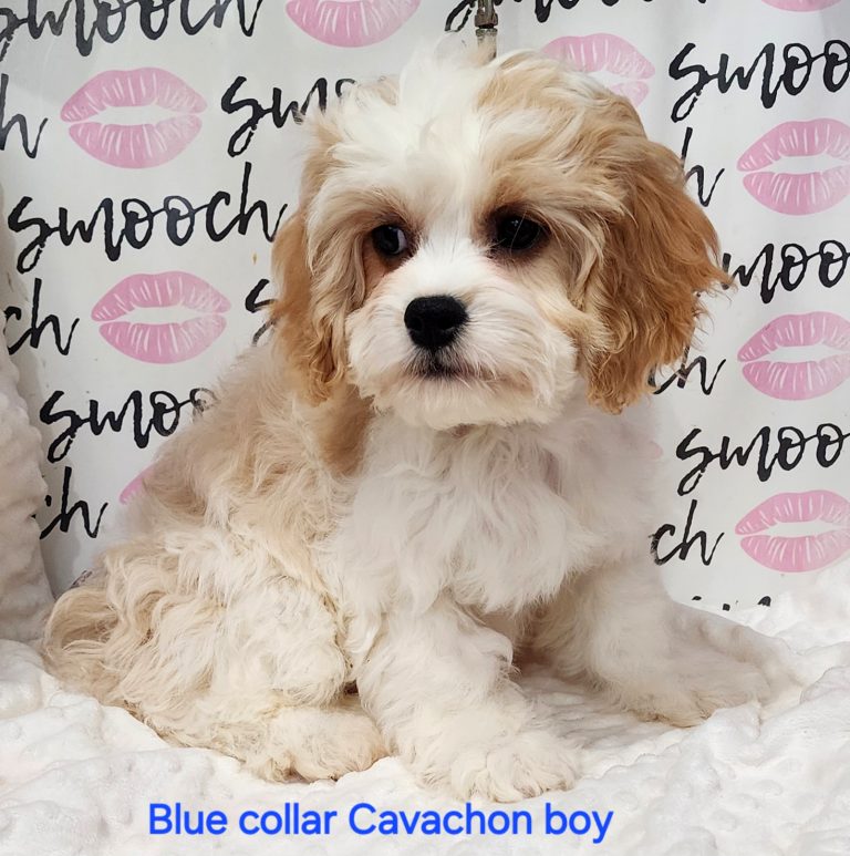Blue Collar Boy 3