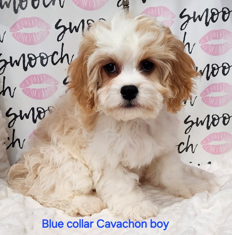 Blue collar boy Cavachon