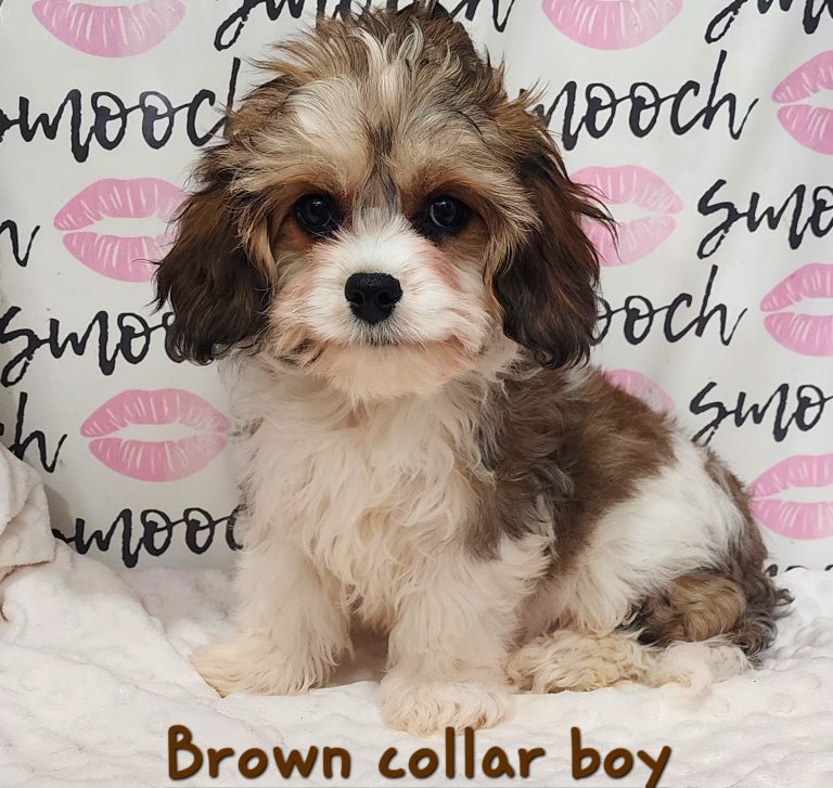 Brown collar boy 1