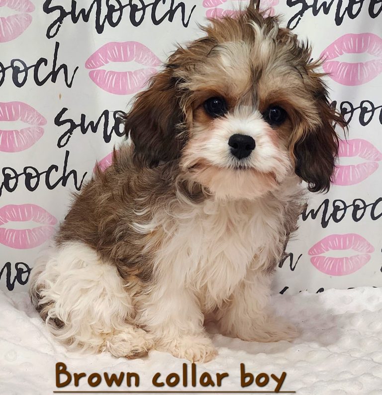 Brown collar boy 4