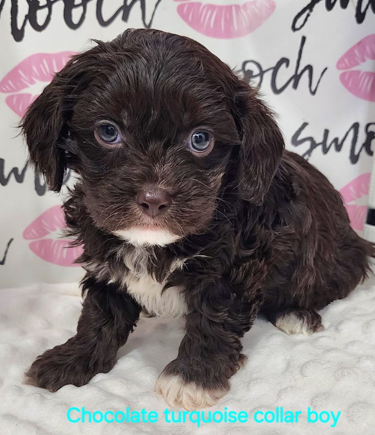 Chocolate boy cute