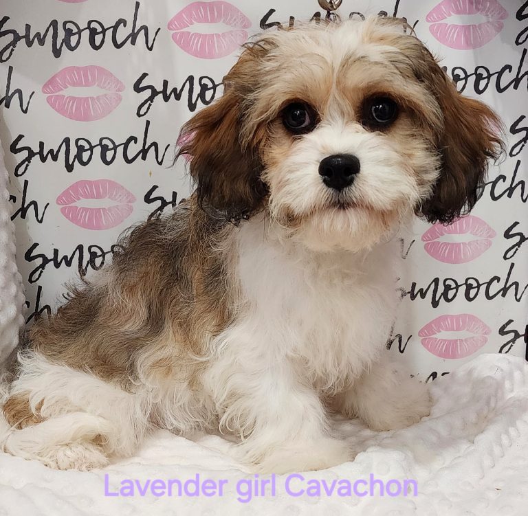 Lavendar girl Cavachon