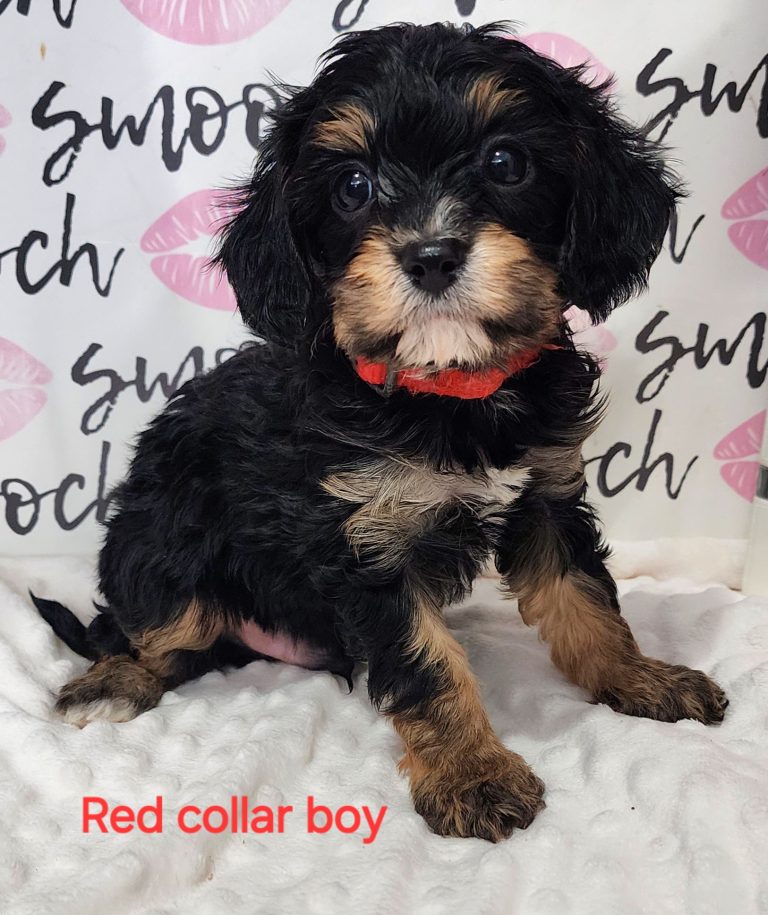 black and tan boy 2