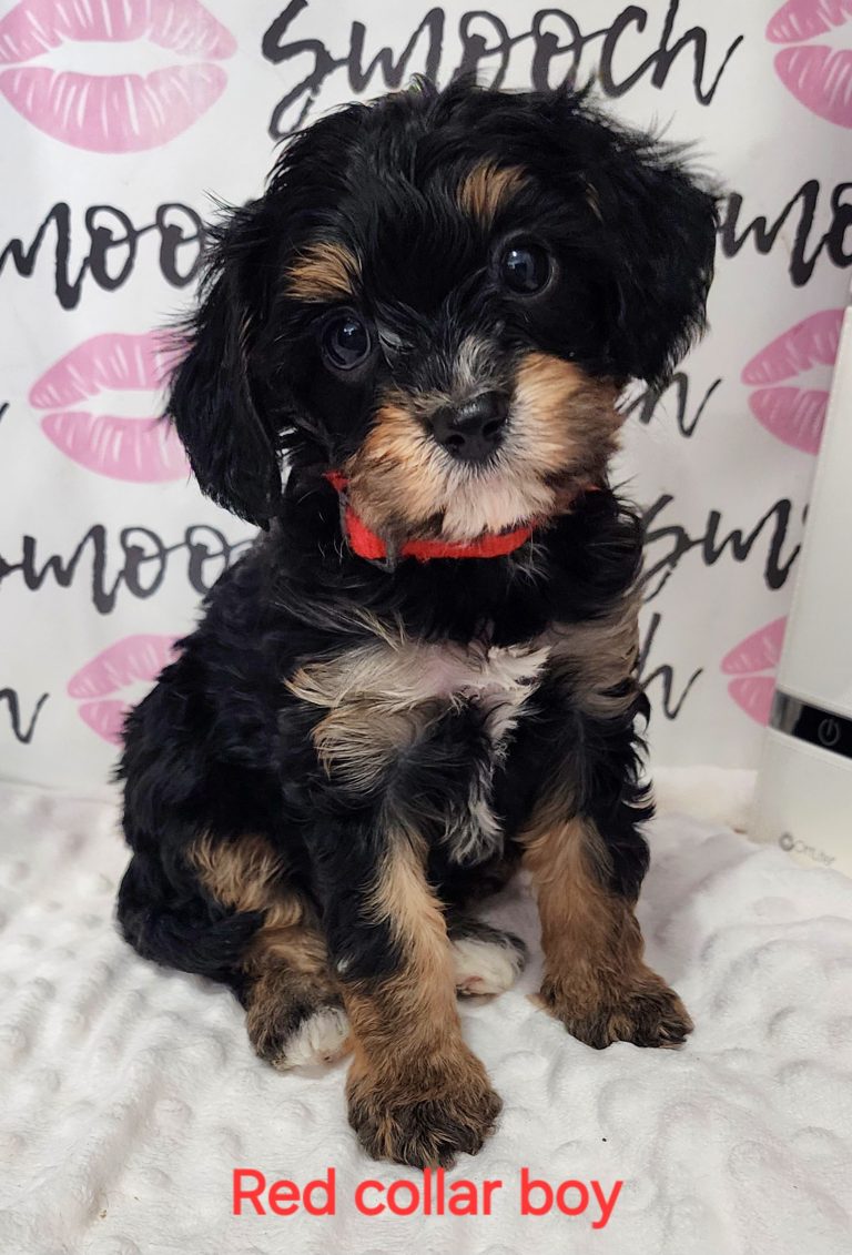 black n tan boy 1