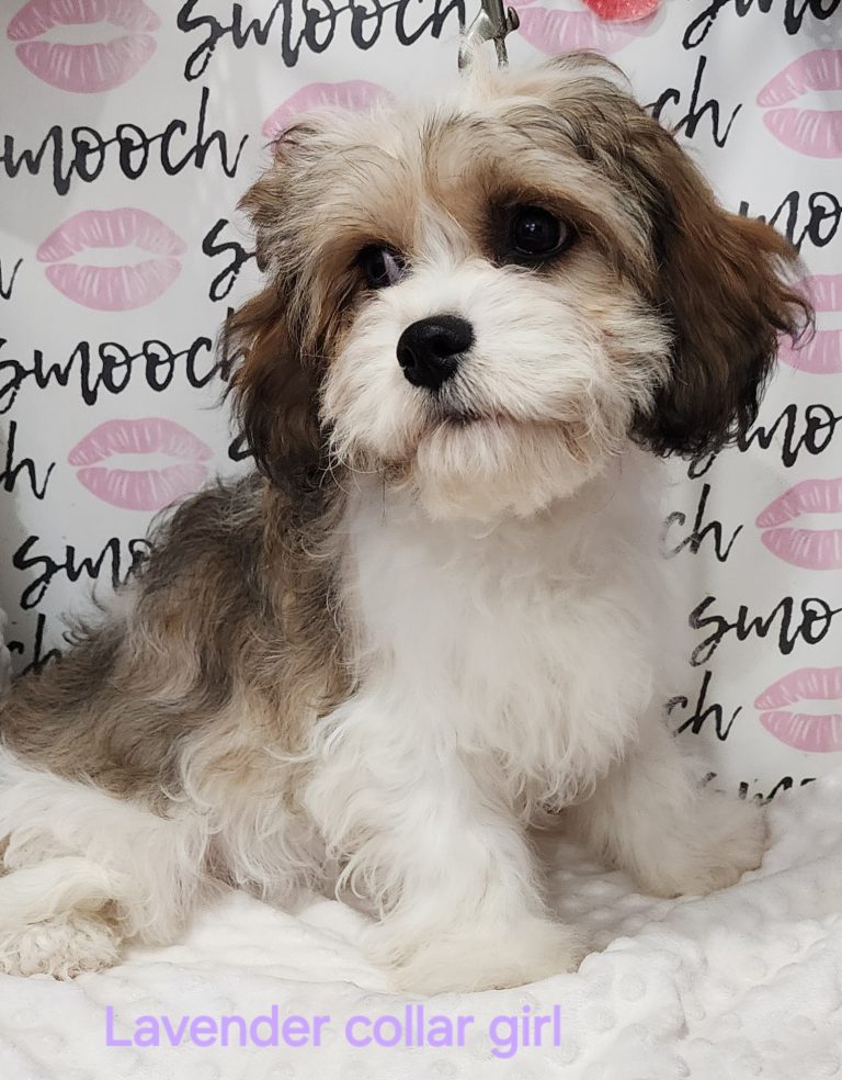 lavendar collar cavachon female