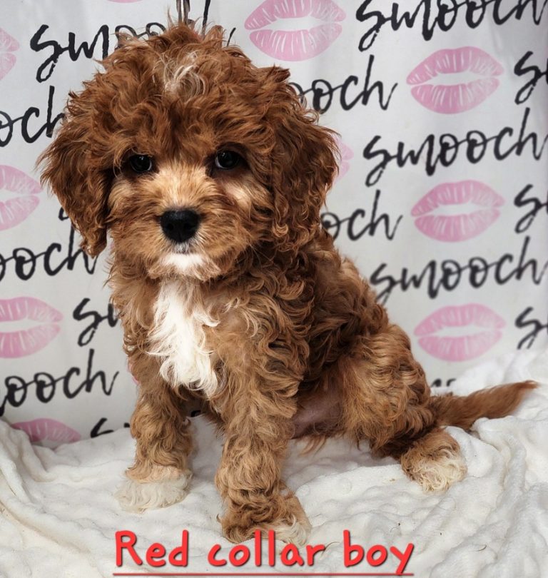 red collar cavapoo boy 2