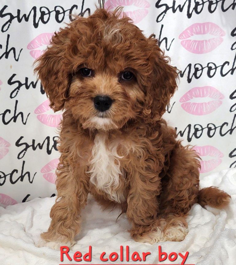 red collar cavapoo boy 4