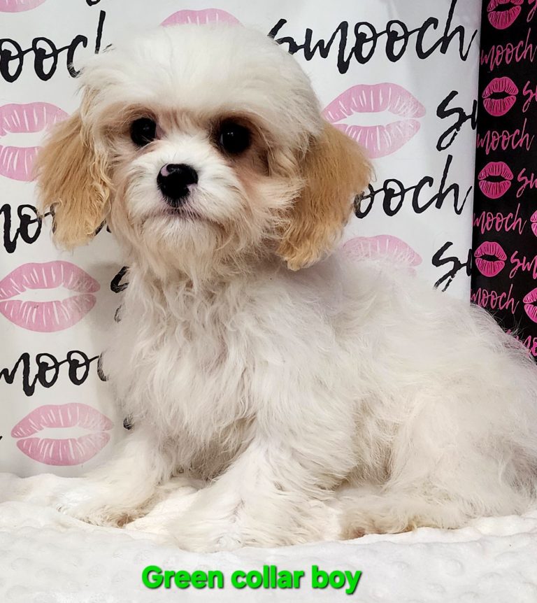 green collar boy toy cavachon