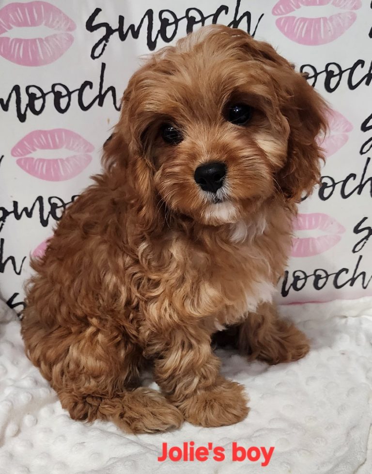 Jolie's blue collar boy 2