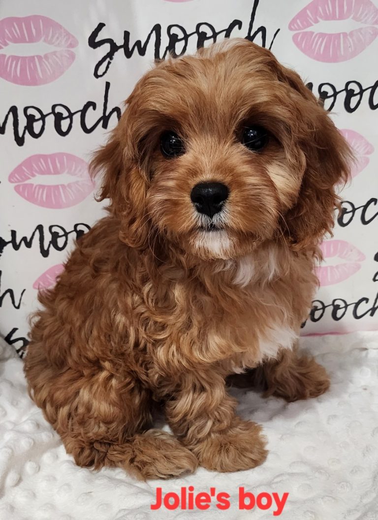 Jolie's blue collar boy 3