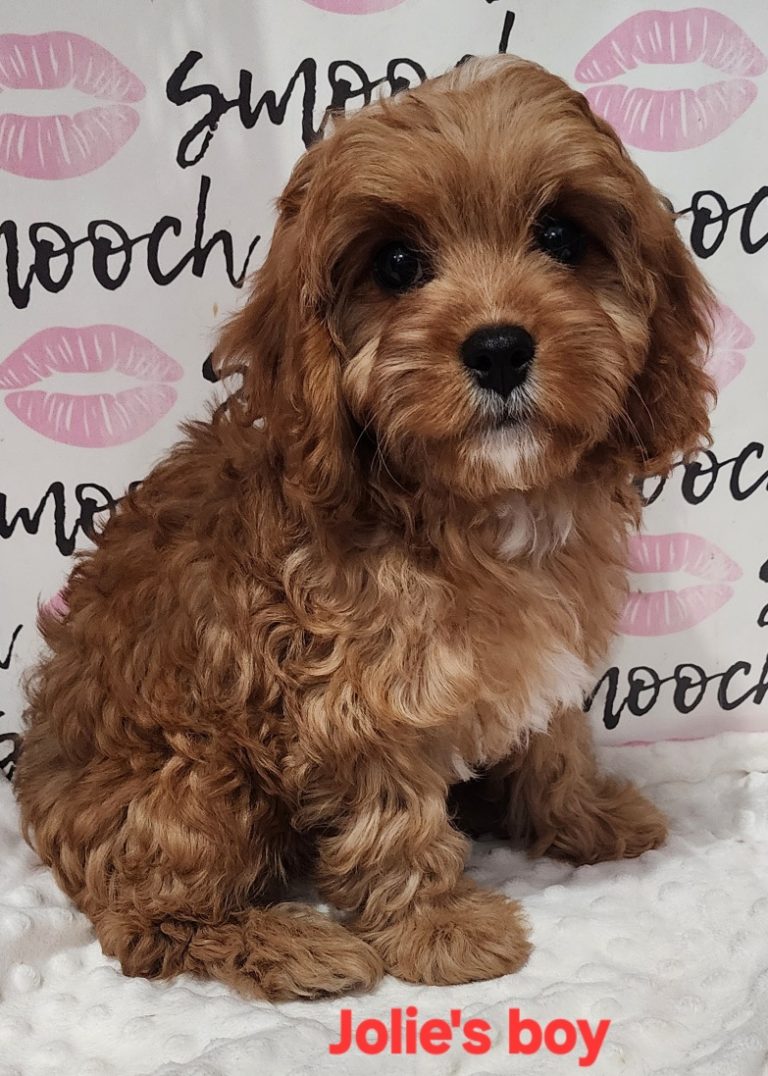 Jolie's blue collar boy