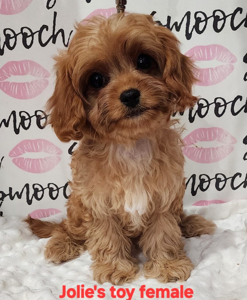 Jolie's pink collar girl 2