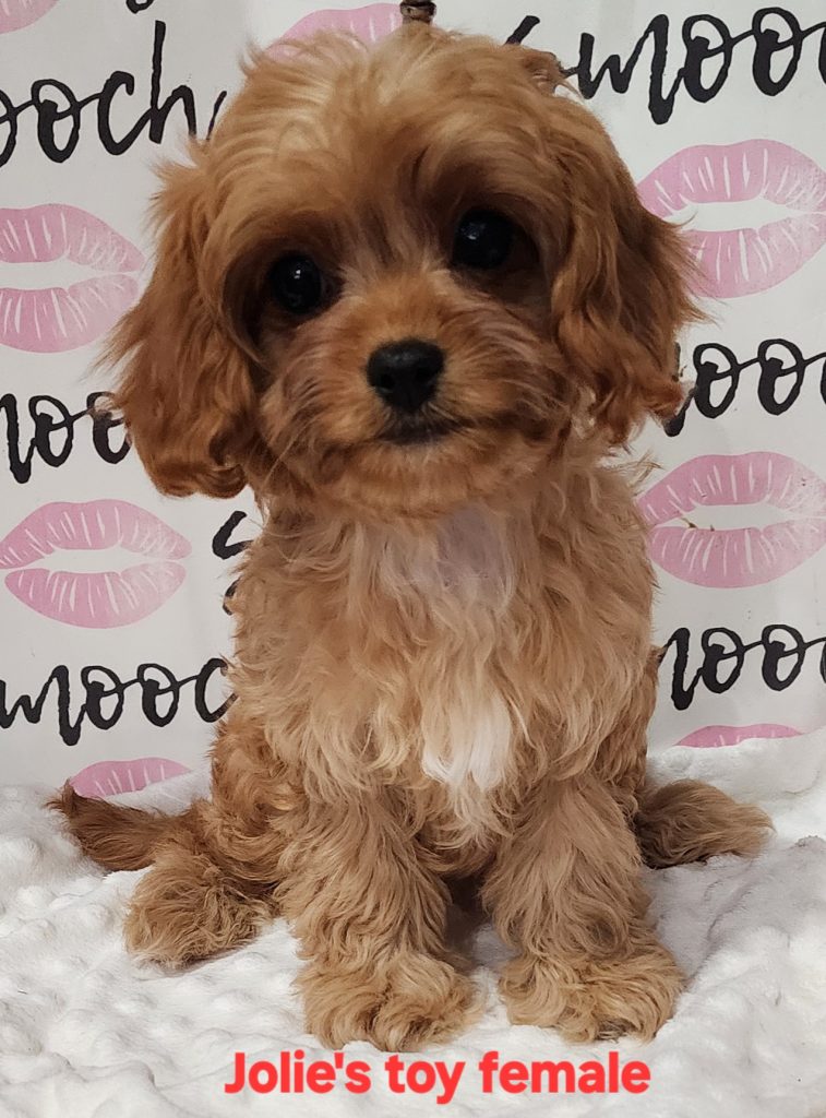 Jolie's pink collar girl 3