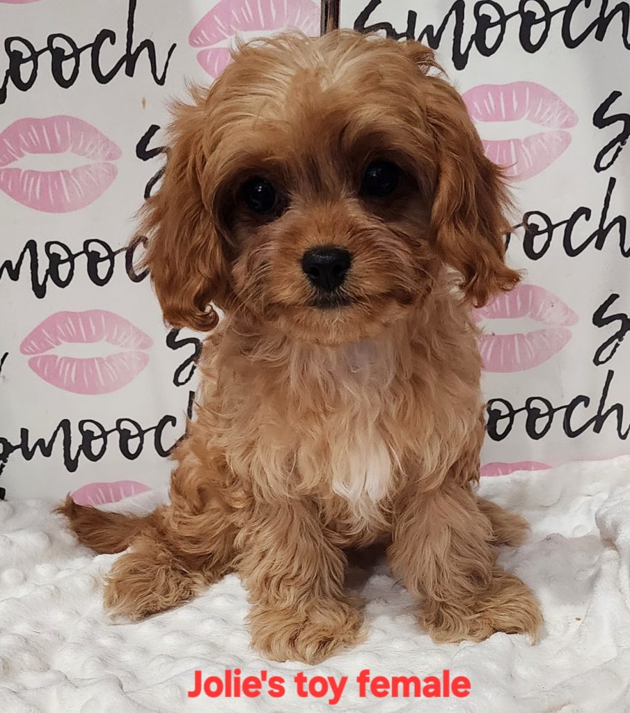 Jolie's pink collar girl