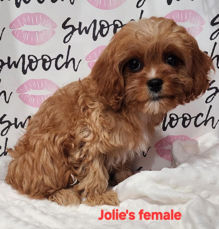 Jollie's yellow collar girl 2