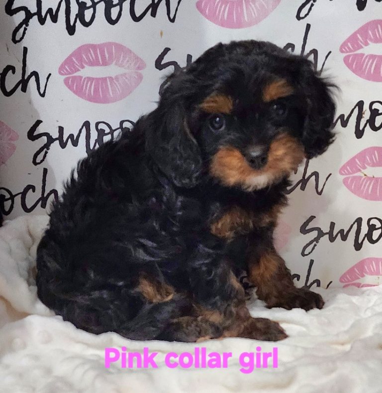 Lindi's pink collar girl 2