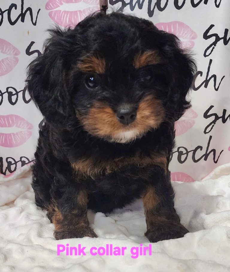 Lindi's pink collar girl