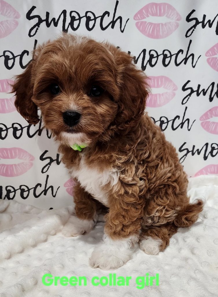 Ruby green collar girl 2