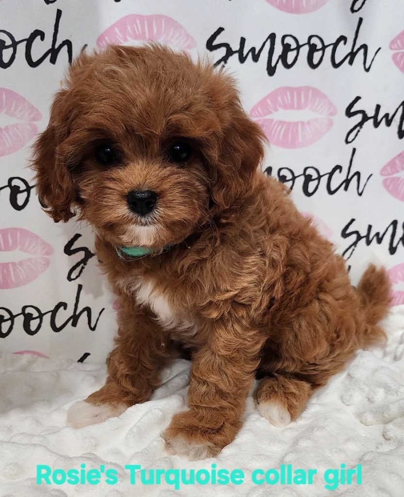 Ruby turquoise collar girl 2