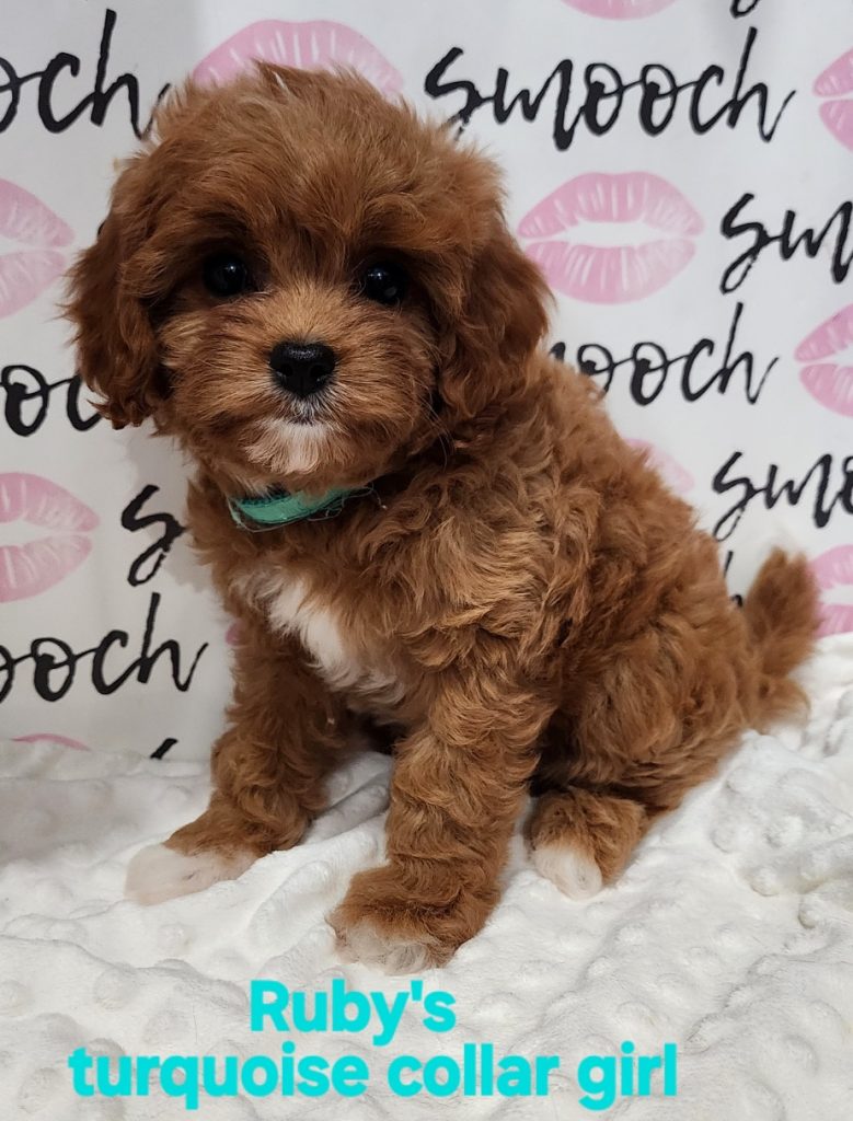 Ruby turquoise collar girl