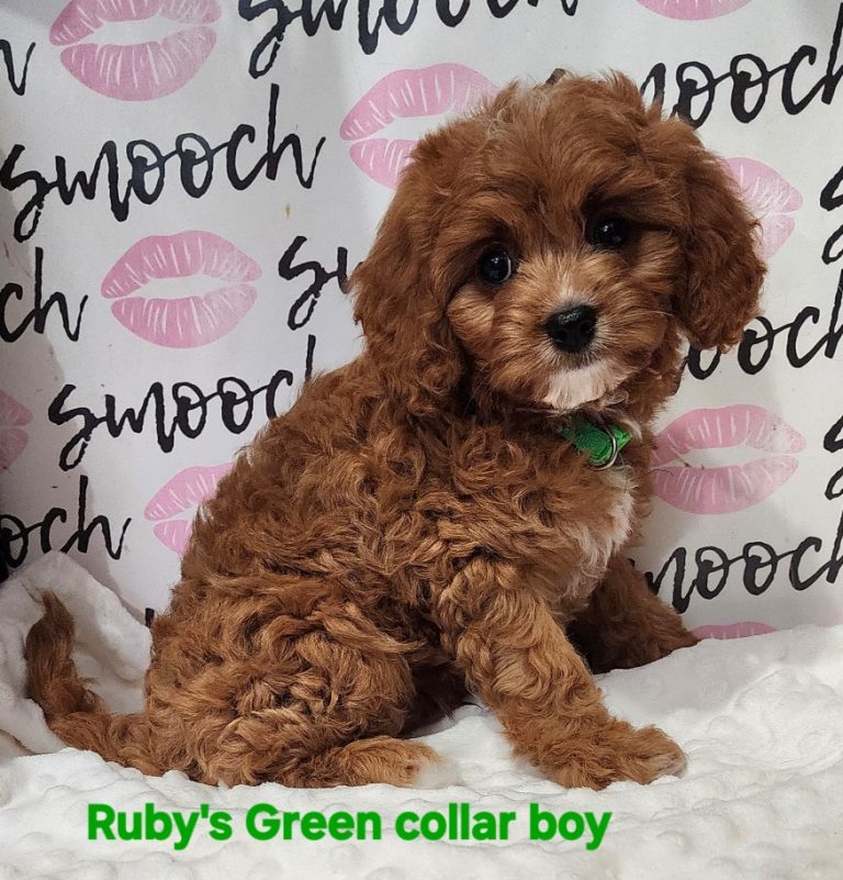 Ruby's green collar boy 2