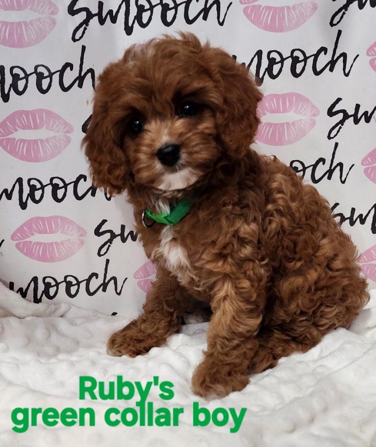 Ruby's green collar boy