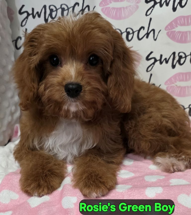 Rosies green boy 1