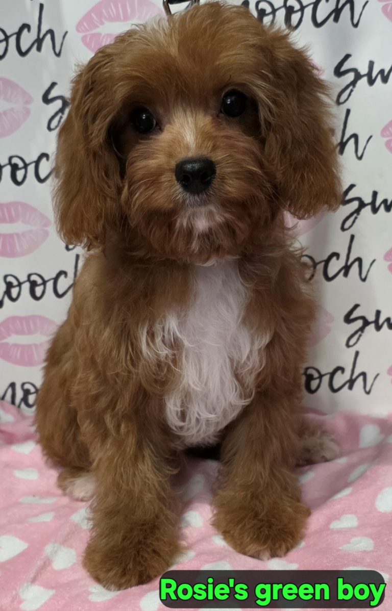 Rosies green boy