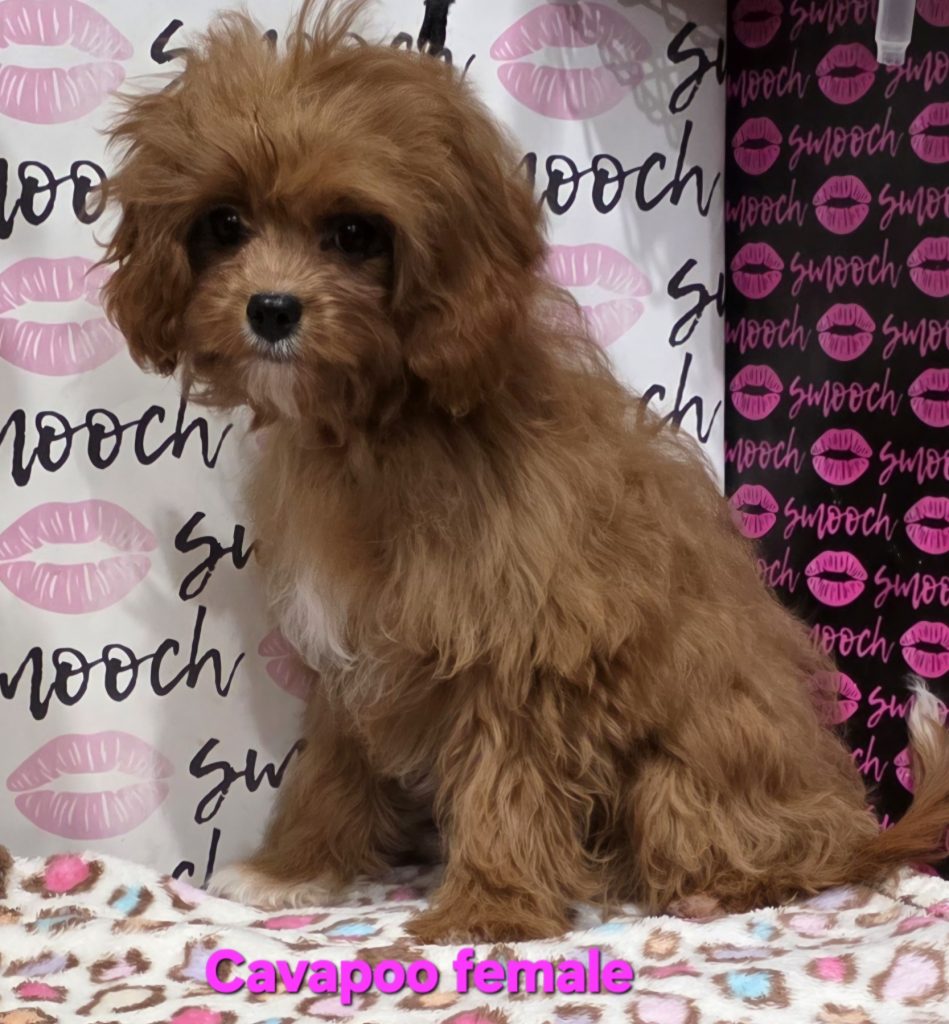 20260106_152747_resized