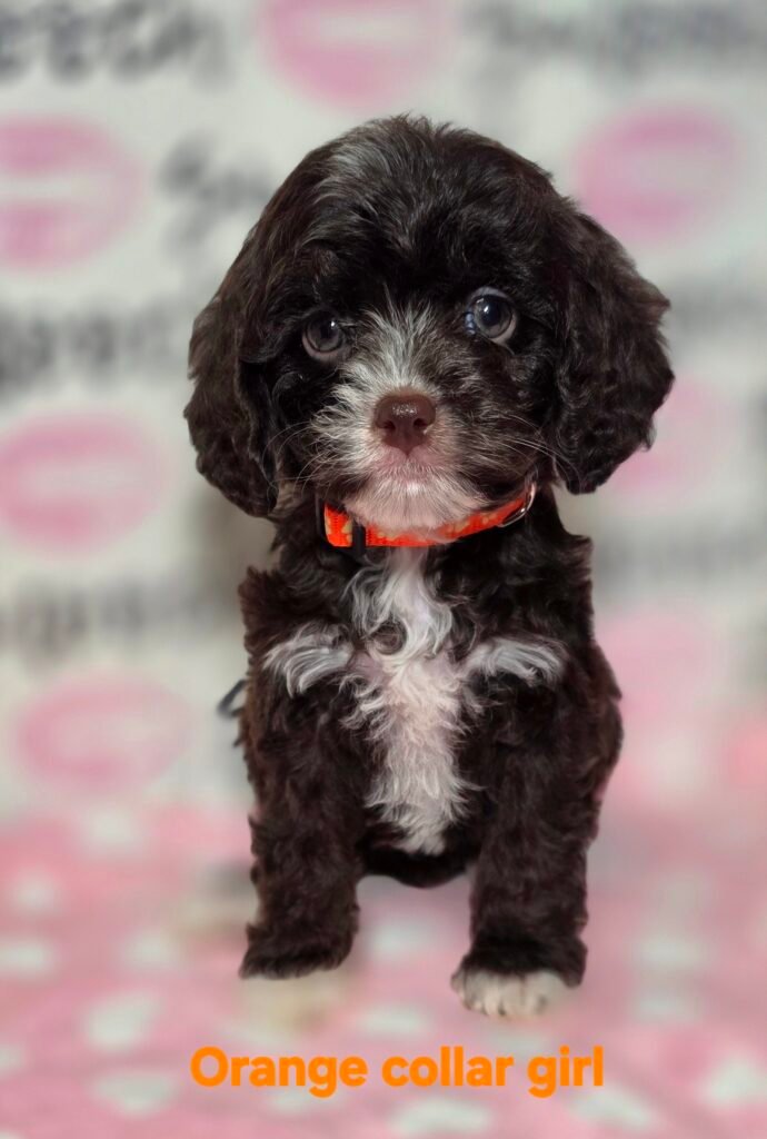 Orange collar choc girl 1