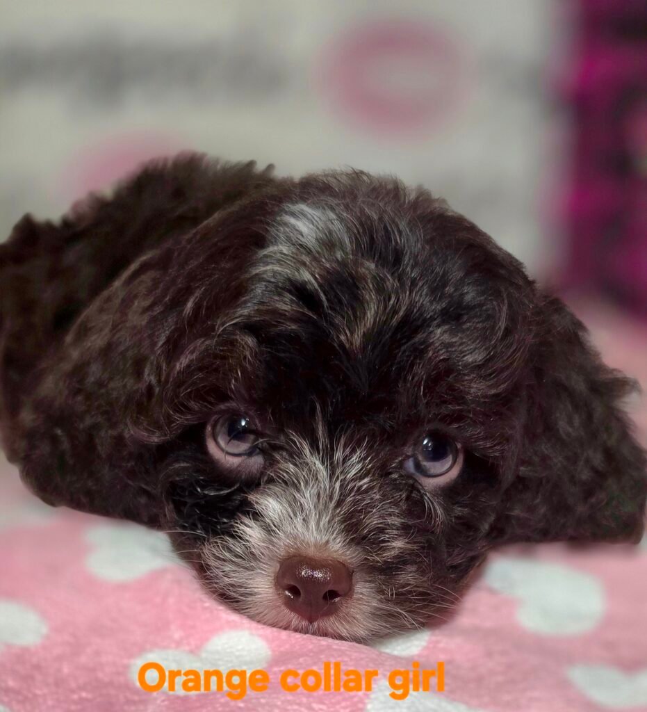 Orange collar choc girl 2