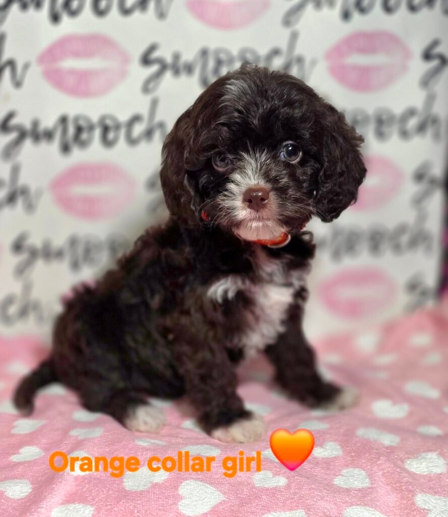 Orange collar choc girl 3