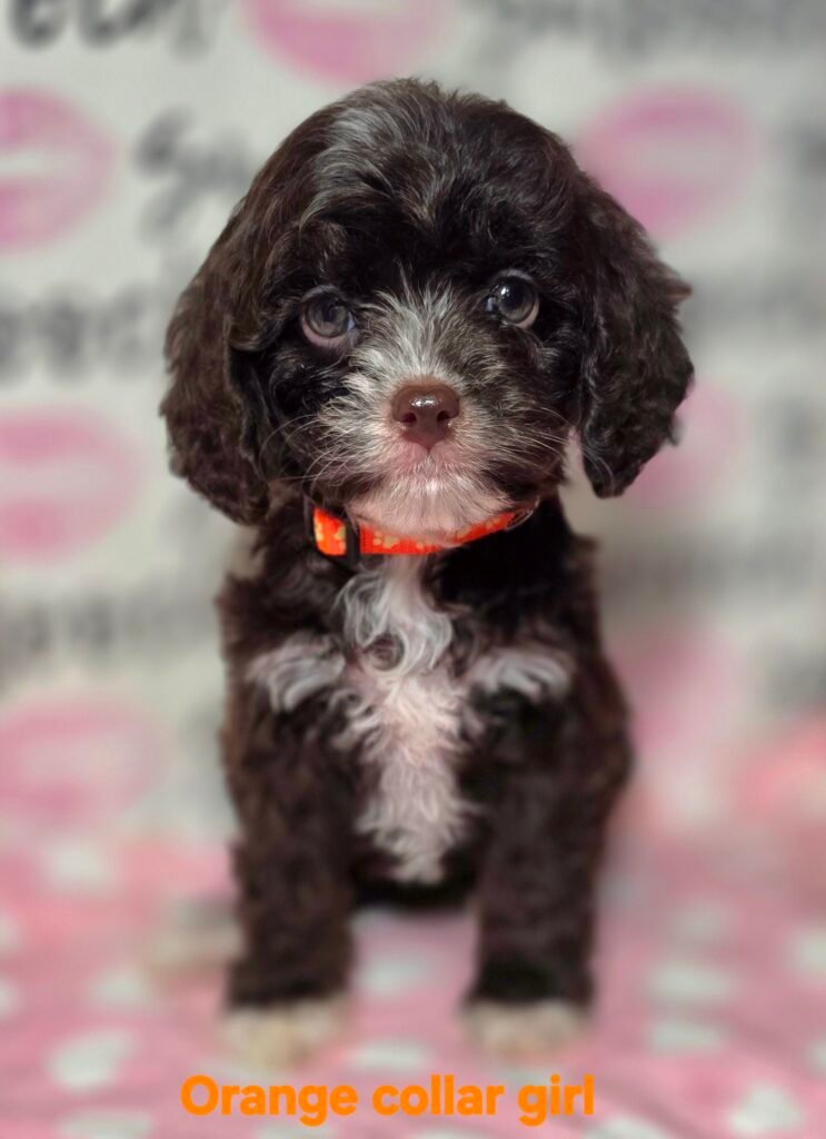 Orange collar choc girl