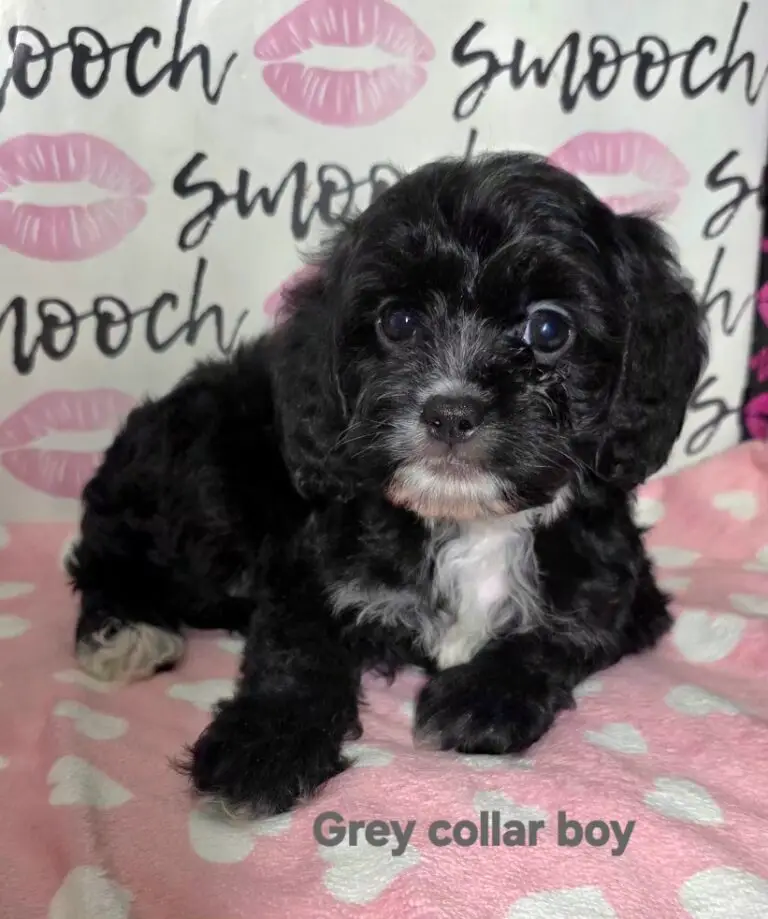 grey collar boy 1