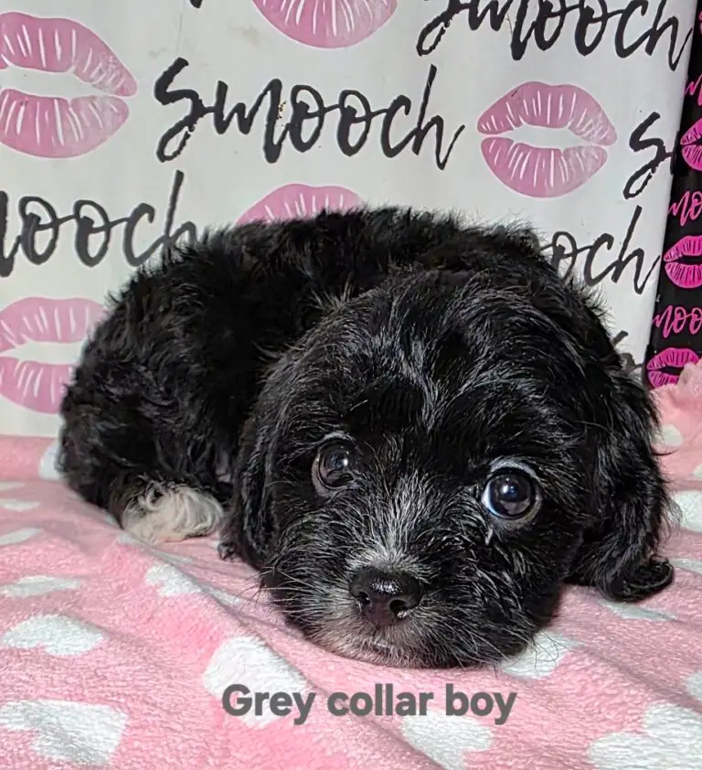 grey collor boy